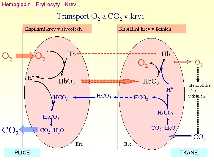 Hemoglobin→Erytrocyty→Krev Transport O 2 a CO 2 v krvi Kapilární krev v alveolech O