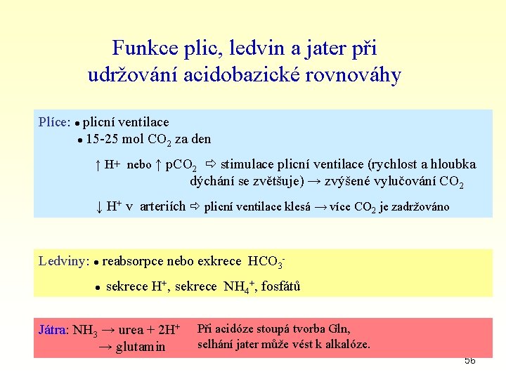 Funkce plic, ledvin a jater při udržování acidobazické rovnováhy Plíce: ● plicní ventilace ●