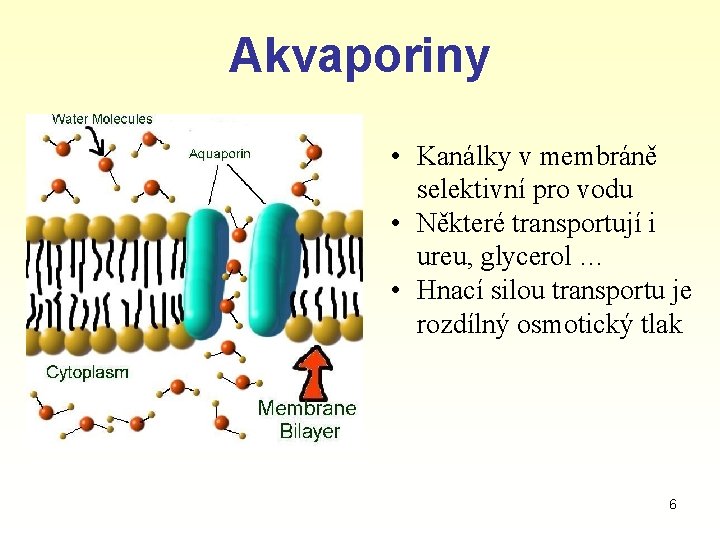 Akvaporiny • Kanálky v membráně selektivní pro vodu • Některé transportují i ureu, glycerol