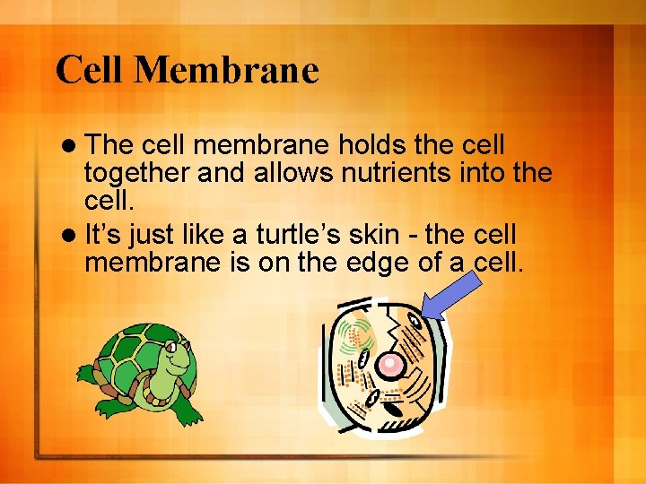 Cell Membrane l The cell membrane holds the cell together and allows nutrients into