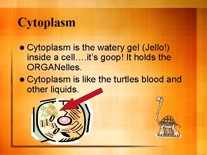 Cytoplasm l Cytoplasm is the watery gel (Jello!) inside a cell…. it’s goop! It