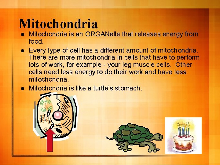 Mitochondria is an ORGANelle that releases energy from food. l Every type of cell