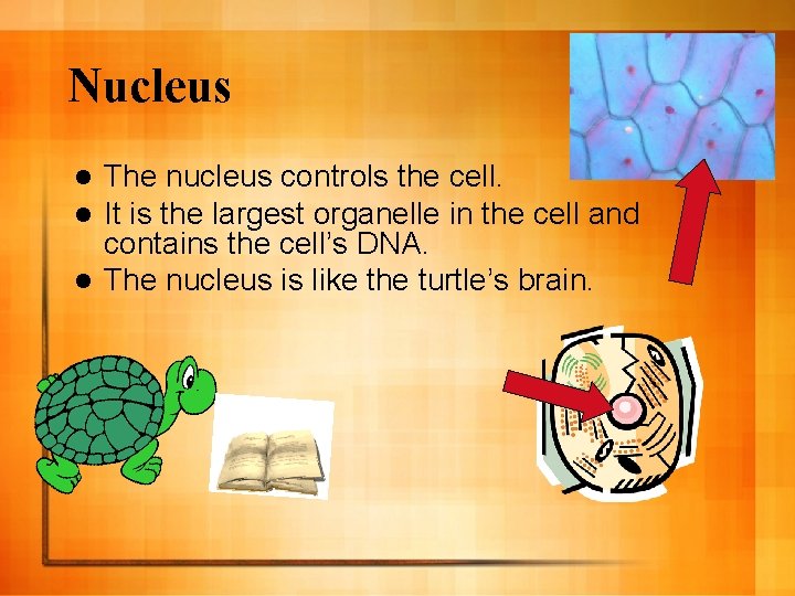 Nucleus The nucleus controls the cell. It is the largest organelle in the cell