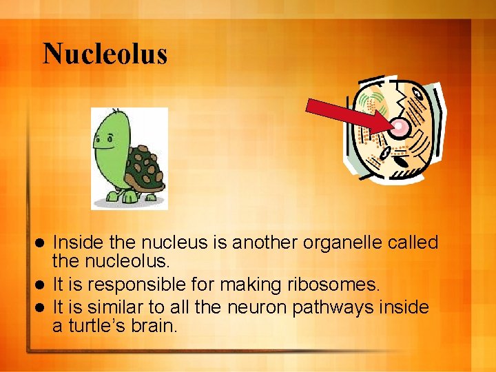 Nucleolus Inside the nucleus is another organelle called the nucleolus. l It is responsible