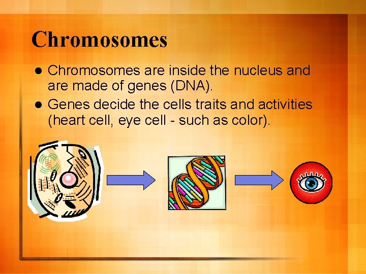 Chromosomes are inside the nucleus and are made of genes (DNA). l Genes decide