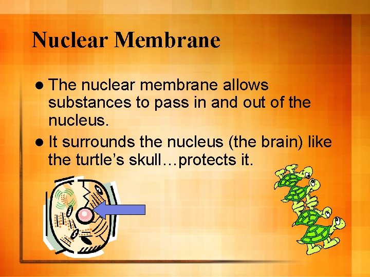 Nuclear Membrane l The nuclear membrane allows substances to pass in and out of