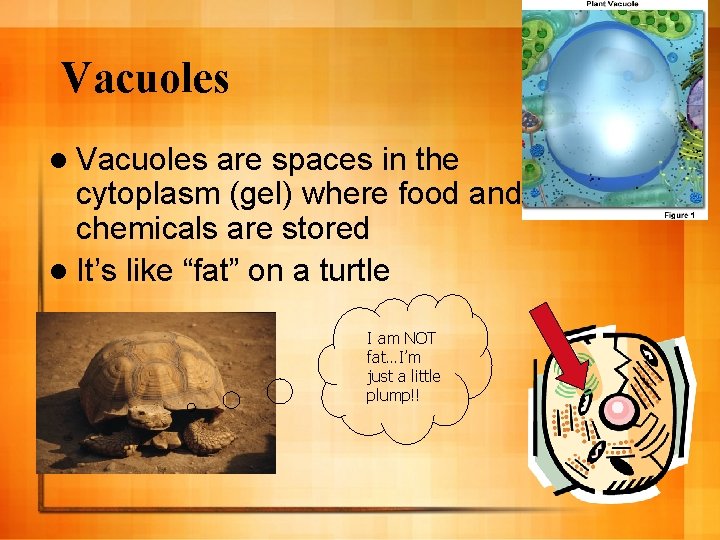 Vacuoles l Vacuoles are spaces in the cytoplasm (gel) where food and chemicals are