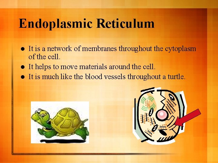 Endoplasmic Reticulum It is a network of membranes throughout the cytoplasm of the cell.