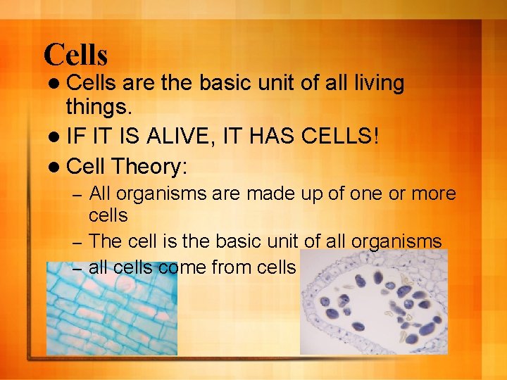 Cells l Cells are the basic unit of all living things. l IF IT