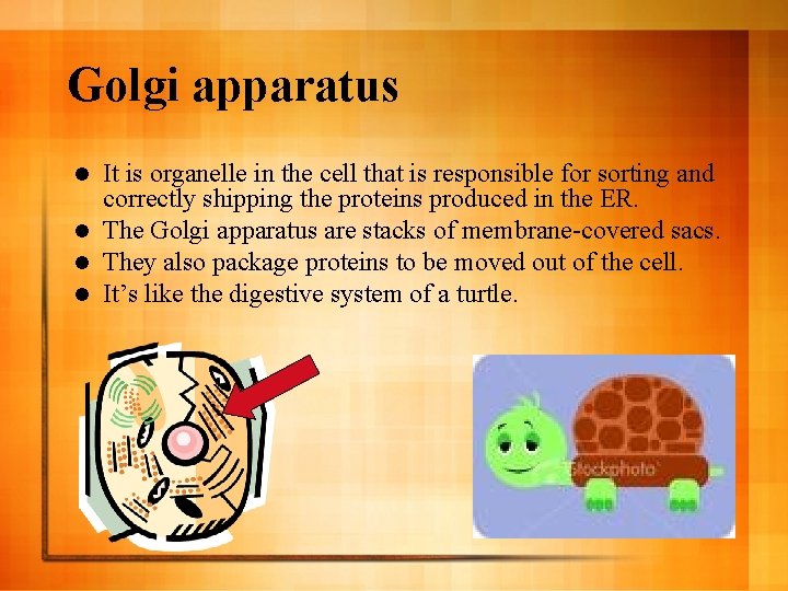 Golgi apparatus It is organelle in the cell that is responsible for sorting and