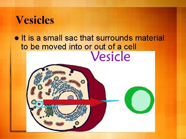 Vesicles l It is a small sac that surrounds material to be moved into