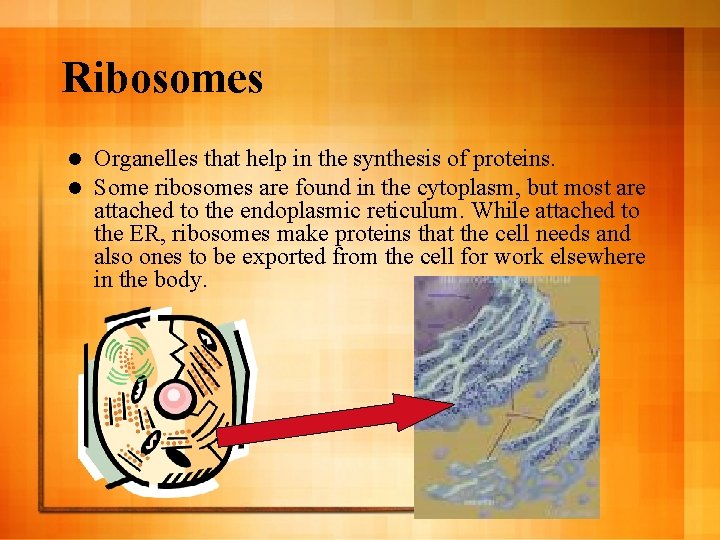 Ribosomes l l Organelles that help in the synthesis of proteins. Some ribosomes are