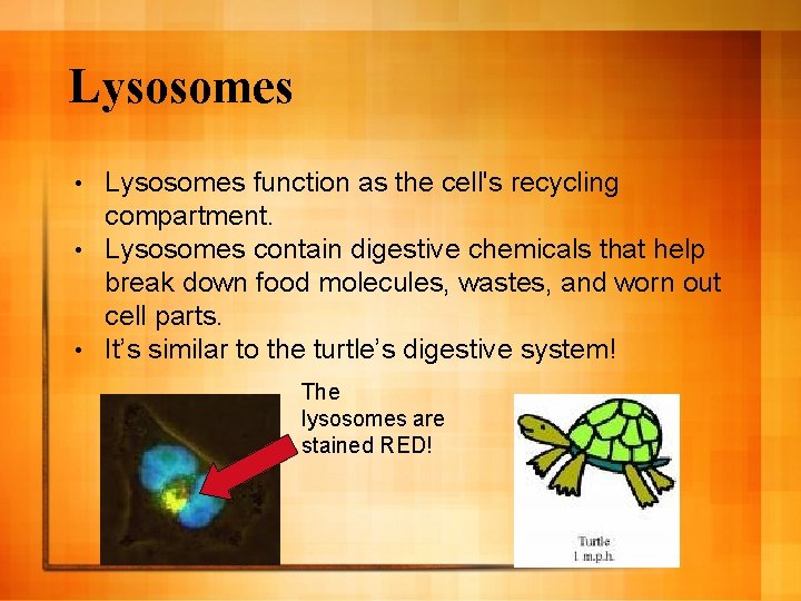 Lysosomes function as the cell's recycling compartment. • Lysosomes contain digestive chemicals that help