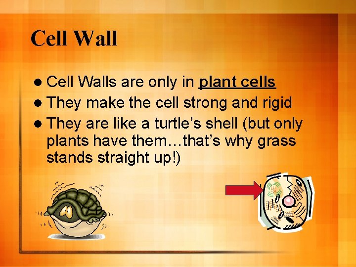 Cell Wall l Cell Walls are only in plant cells l They make the