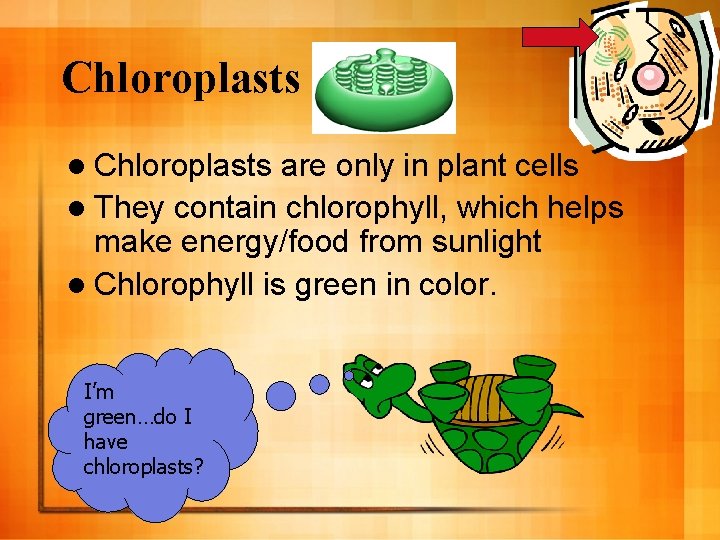 Chloroplasts l Chloroplasts are only in plant cells l They contain chlorophyll, which helps