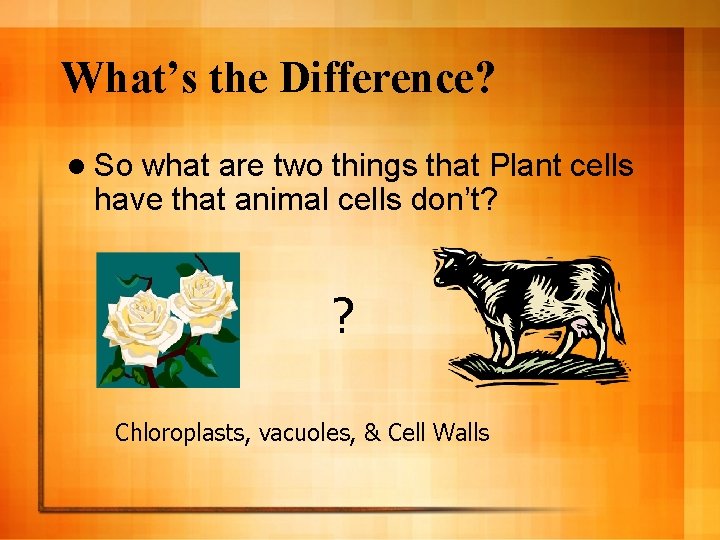 What’s the Difference? l So what are two things that Plant cells have that