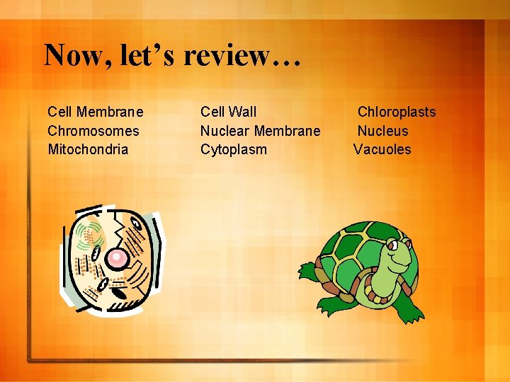 Now, let’s review… Cell Membrane Chromosomes Mitochondria Cell Wall Nuclear Membrane Cytoplasm Chloroplasts Nucleus