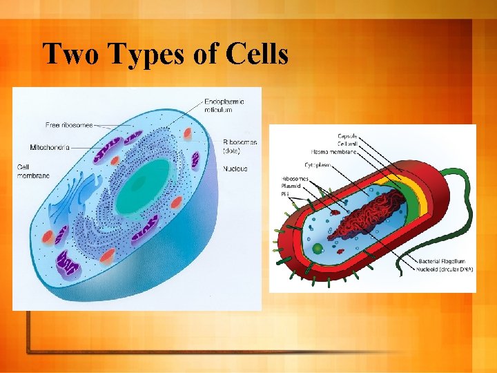 Two Types of Cells 