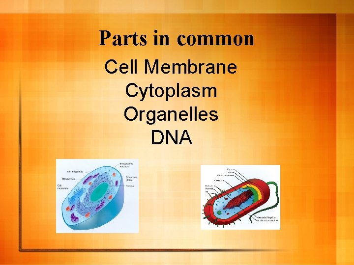 Parts in common Cell Membrane Cytoplasm Organelles DNA 