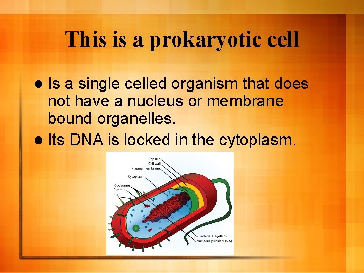 This is a prokaryotic cell l Is a single celled organism that does not