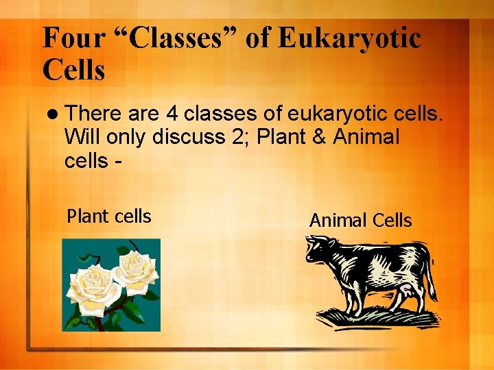 Four “Classes” of Eukaryotic Cells l There are 4 classes of eukaryotic cells. Will