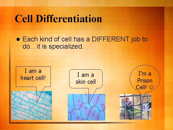 Cell Differentiation l Each kind of cell has a DIFFERENT job to do…it is