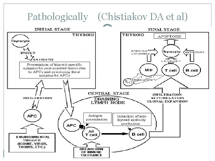 Pathologically (Chistiakov DA et al) 
