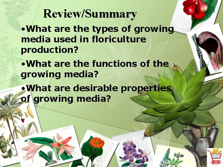 Review/Summary • What are the types of growing media used in floriculture production? •