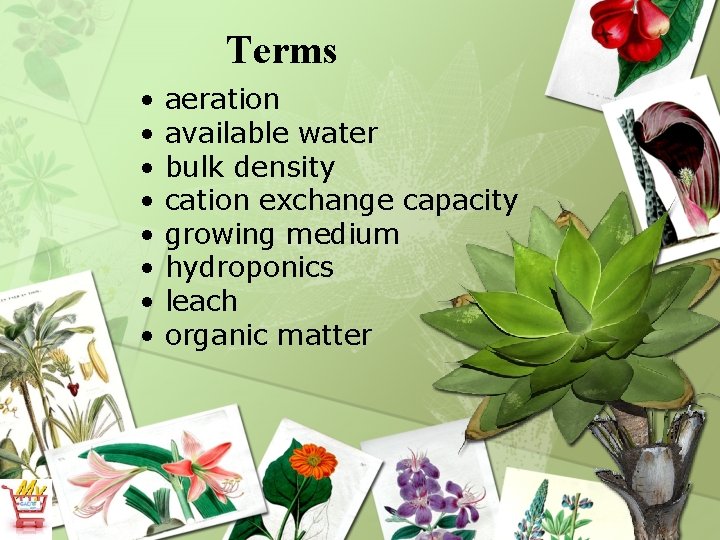 Terms • • aeration available water bulk density cation exchange capacity growing medium hydroponics