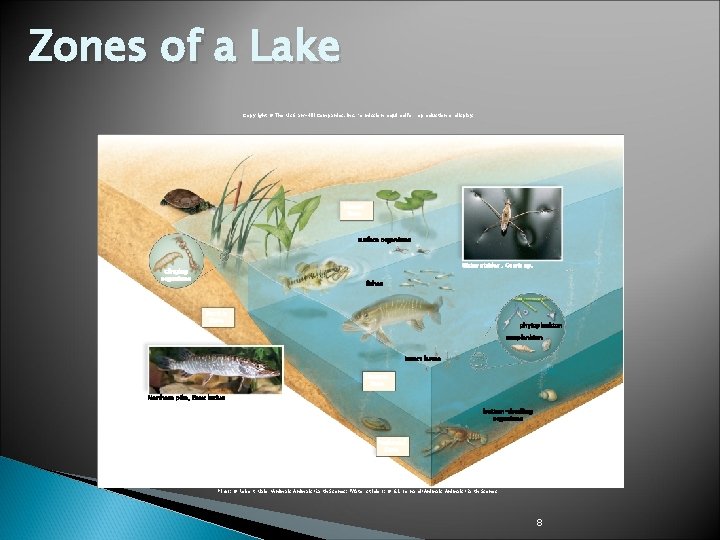 Zones of a Lake Copyright © The Mc. Graw-Hill Companies, Inc. Permission required for