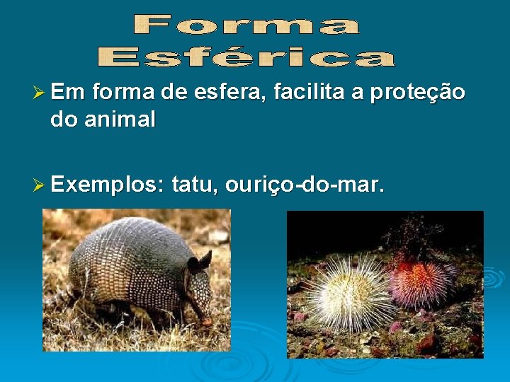 Ø Em forma de esfera, facilita a proteção do animal Ø Exemplos: tatu, ouriço-do-mar.