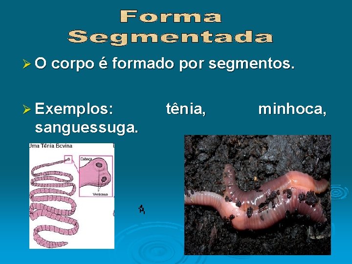 Ø O corpo é formado por segmentos. Ø Exemplos: sanguessuga. tênia, minhoca, 