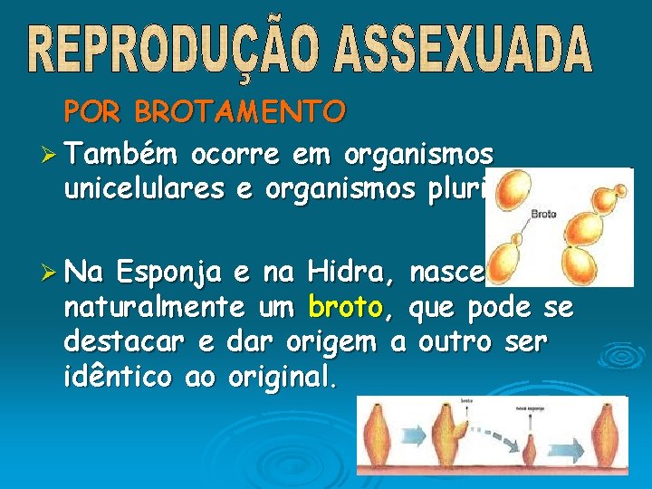 POR BROTAMENTO Ø Também ocorre em organismos unicelulares e organismos pluricelulares. Ø Na Esponja