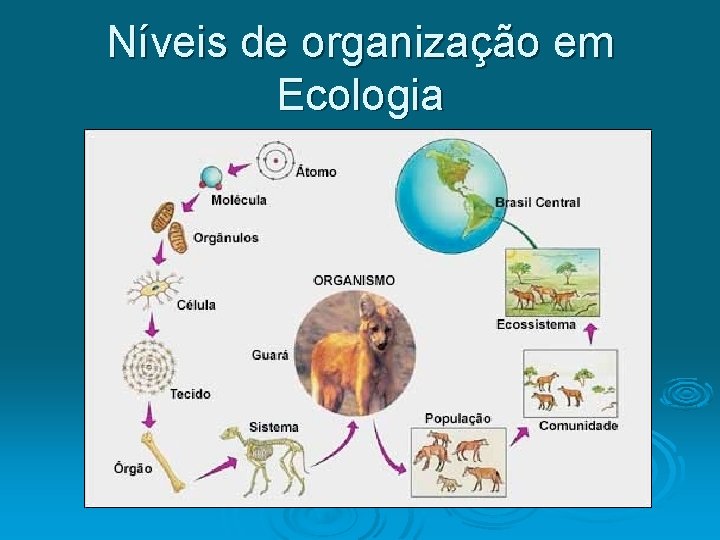 Níveis de organização em Ecologia 