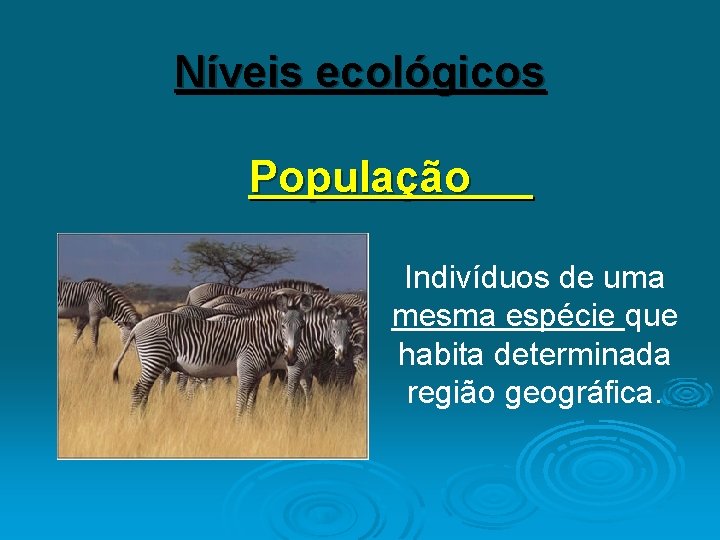 Níveis ecológicos População Indivíduos de uma mesma espécie que habita determinada região geográfica. 