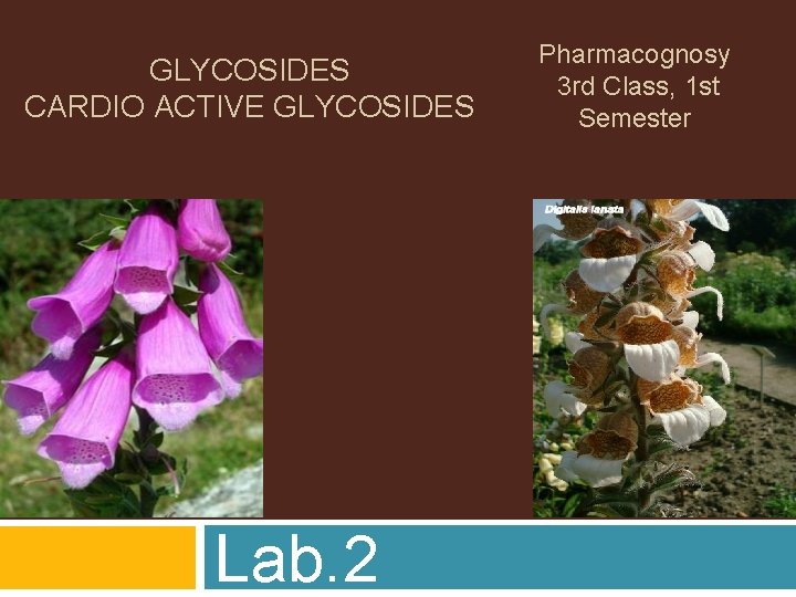 GLYCOSIDES CARDIO ACTIVE GLYCOSIDES Lab. 2 Pharmacognosy 3 rd Class, 1 st Semester 