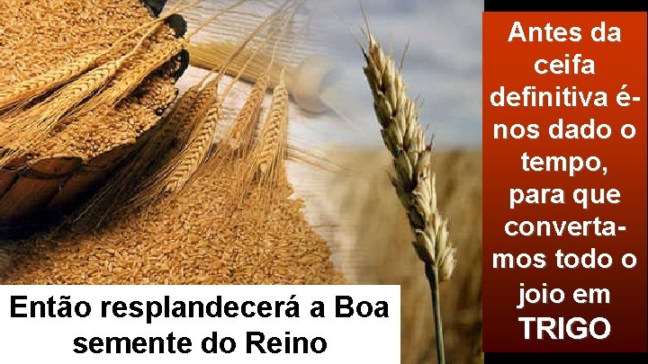 Então resplandecerá a Boa semente do Reino Antes da ceifa definitiva énos dado o