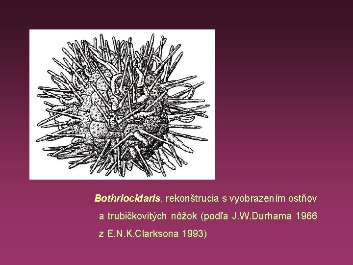  Bothriocidaris, rekonštrucia s vyobrazením ostňov a trubičkovitých nôžok (podľa J. W. Durhama 1966