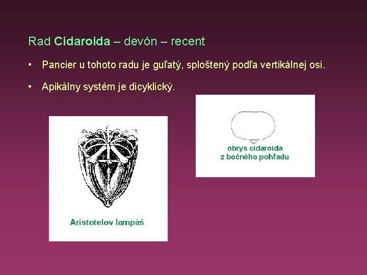 Rad Cidaroida – devón – recent • Pancier u tohoto radu je guľatý, sploštený