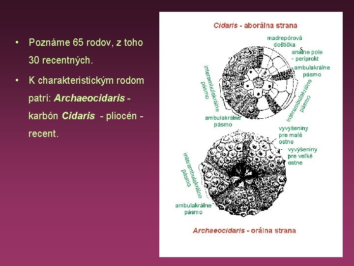  • Poznáme 65 rodov, z toho 30 recentných. • K charakteristickým rodom patrí: