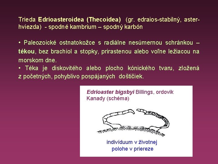 Trieda Edrioasteroidea (Thecoidea) (gr. edraios-stabilný, aster- hviezda) - spodné kambrium – spodný karbón •
