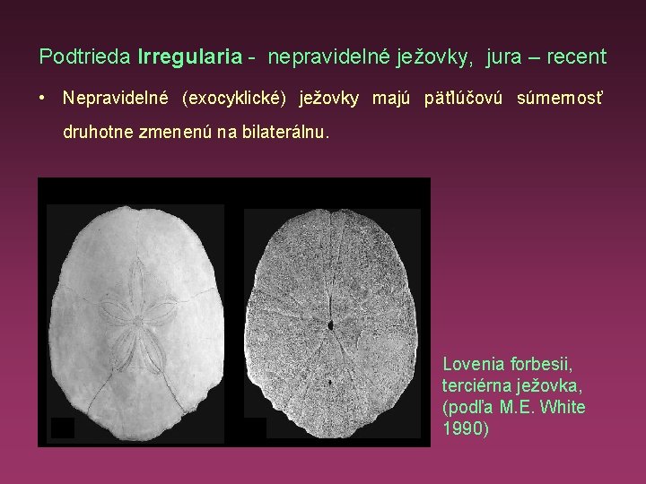 Podtrieda Irregularia - nepravidelné ježovky, jura – recent • Nepravidelné (exocyklické) ježovky majú päťlúčovú