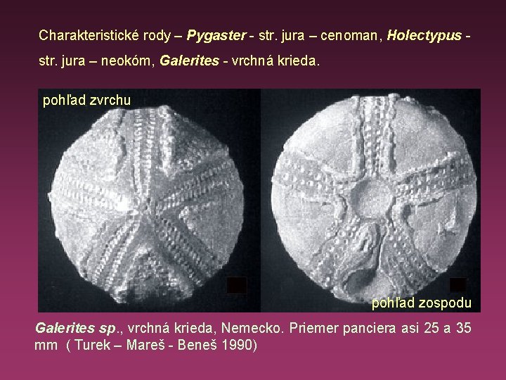 Charakteristické rody – Pygaster - str. jura – cenoman, Holectypus - str. jura –