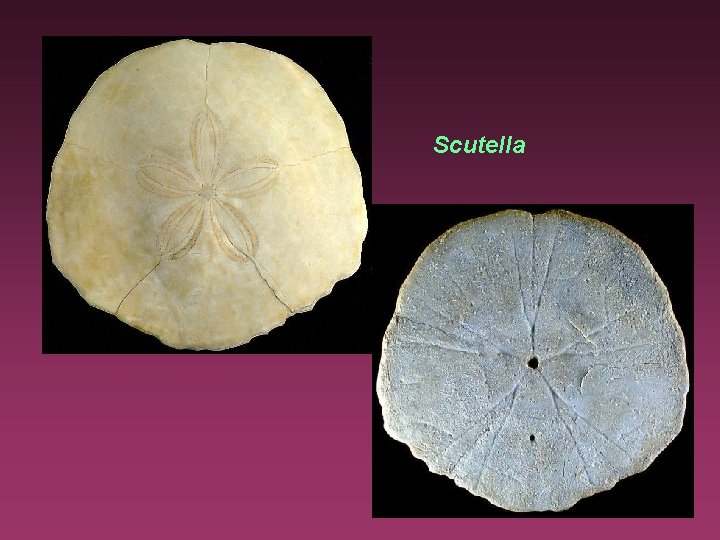 Scutella 