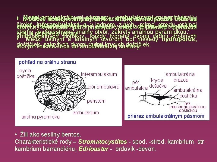  • • Medzi ambulakrálnymi pásmami - ambulakrami sa nachádzajú V strede hornej –