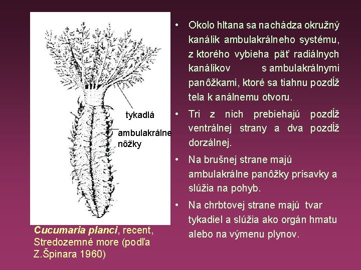  • Okolo hltana sa nachádza okružný kanálik ambulakrálneho systému, z ktorého vybieha päť