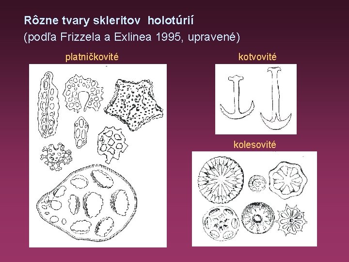 Rôzne tvary skleritov holotúrií (podľa Frizzela a Exlinea 1995, upravené) platničkovité kotvovité kolesovité 