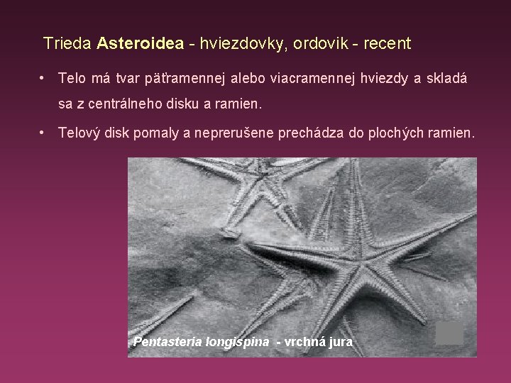 Trieda Asteroidea - hviezdovky, ordovik - recent • Telo má tvar päťramennej alebo viacramennej