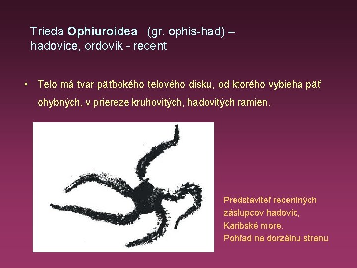 Trieda Ophiuroidea (gr. ophis-had) – hadovice, ordovik - recent • Telo má tvar päťbokého
