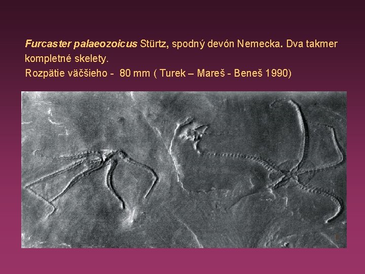 Furcaster palaeozoicus Stürtz, spodný devón Nemecka. Dva takmer kompletné skelety. Rozpätie väčšieho - 80